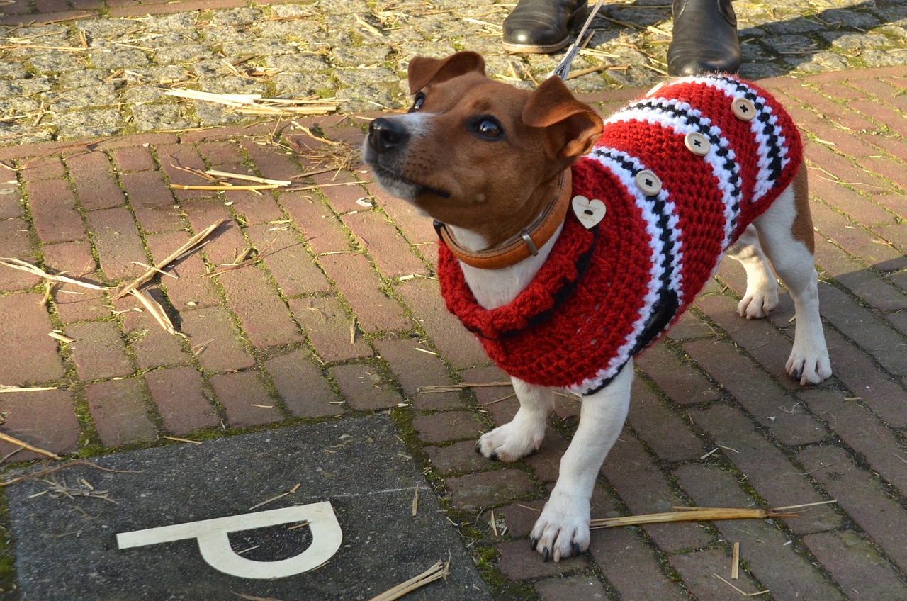 regali ad uncinetto cane col maglioncino